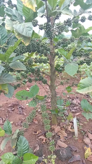 Coffee (Bugaga) Grafted