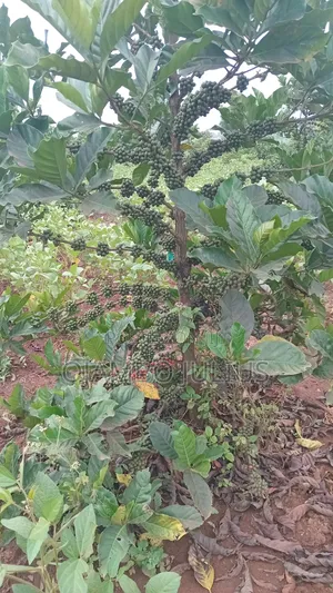 Coffee (Bugaga) Grafted