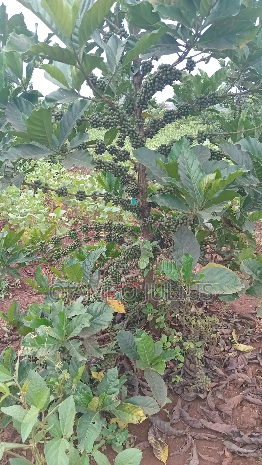 Coffee (Bugaga) Grafted