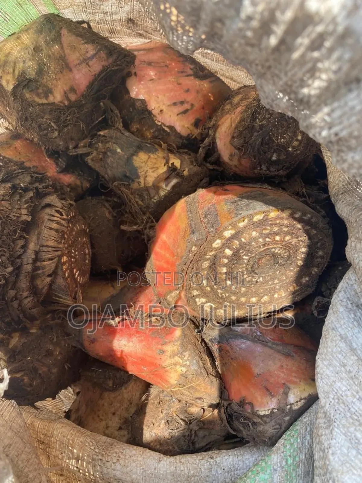 Gonja ( Plantain)