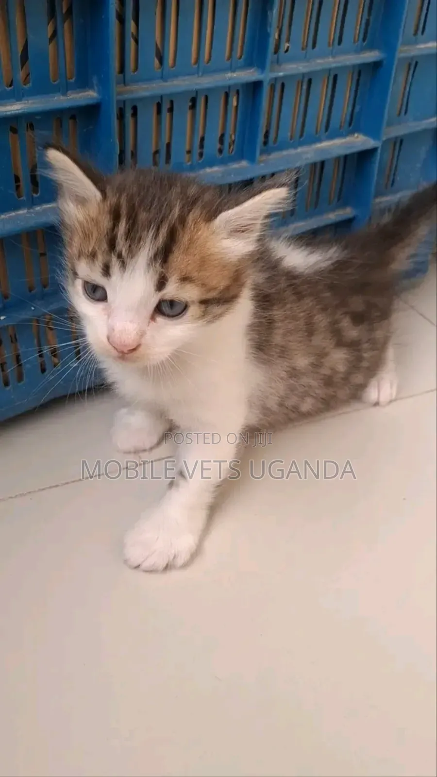 1-3 months Female Purebred Somali
