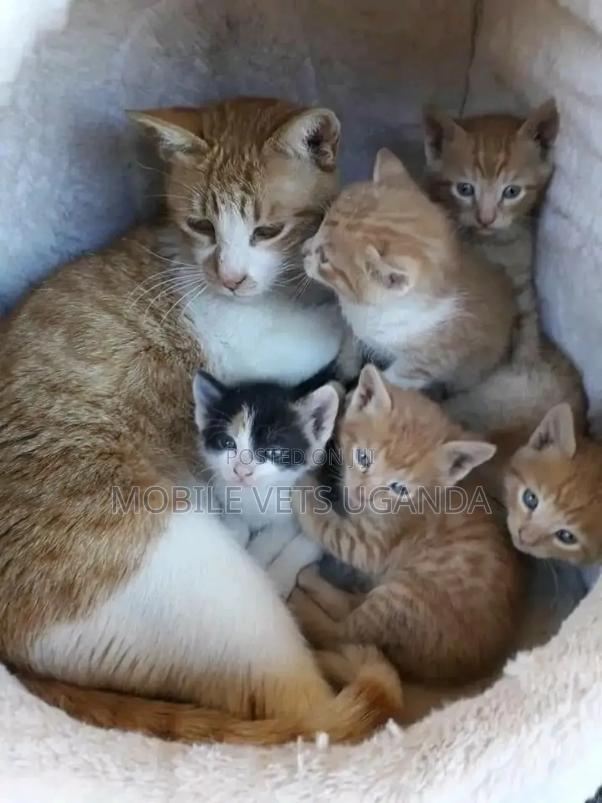 1-3 months Male Purebred American Wirehair