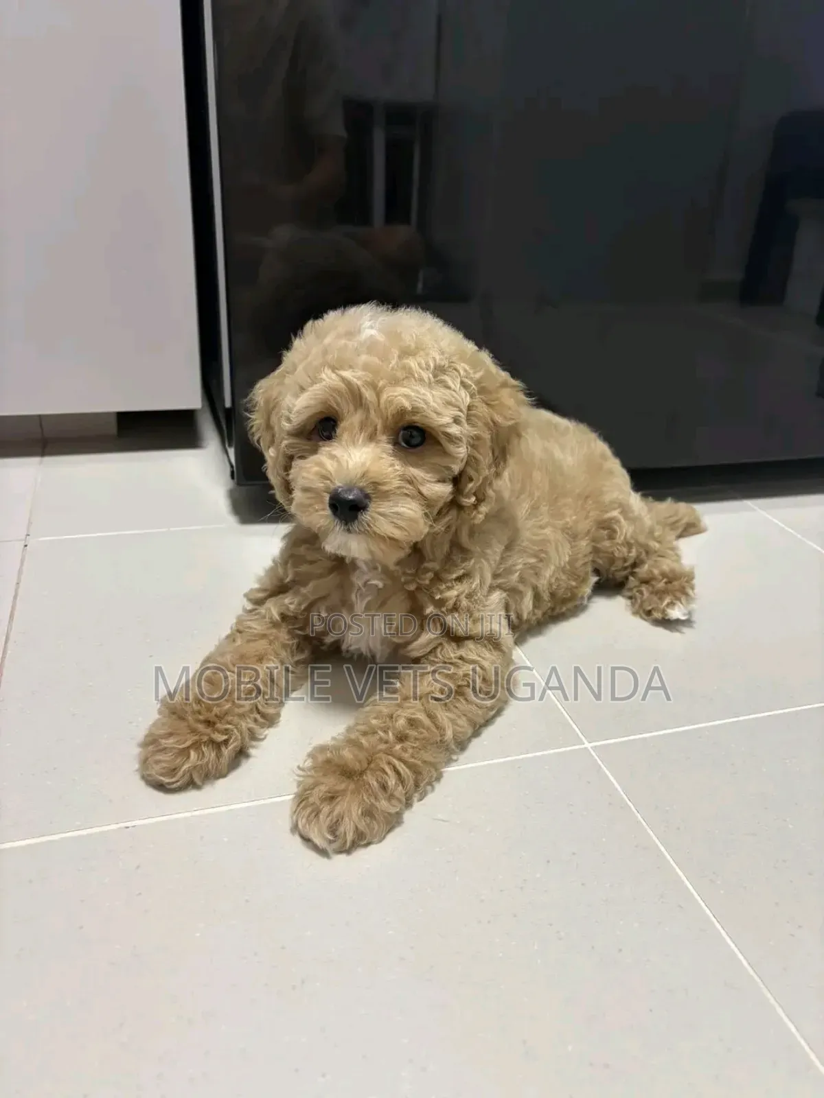 1-3 months Male Purebred Maltese