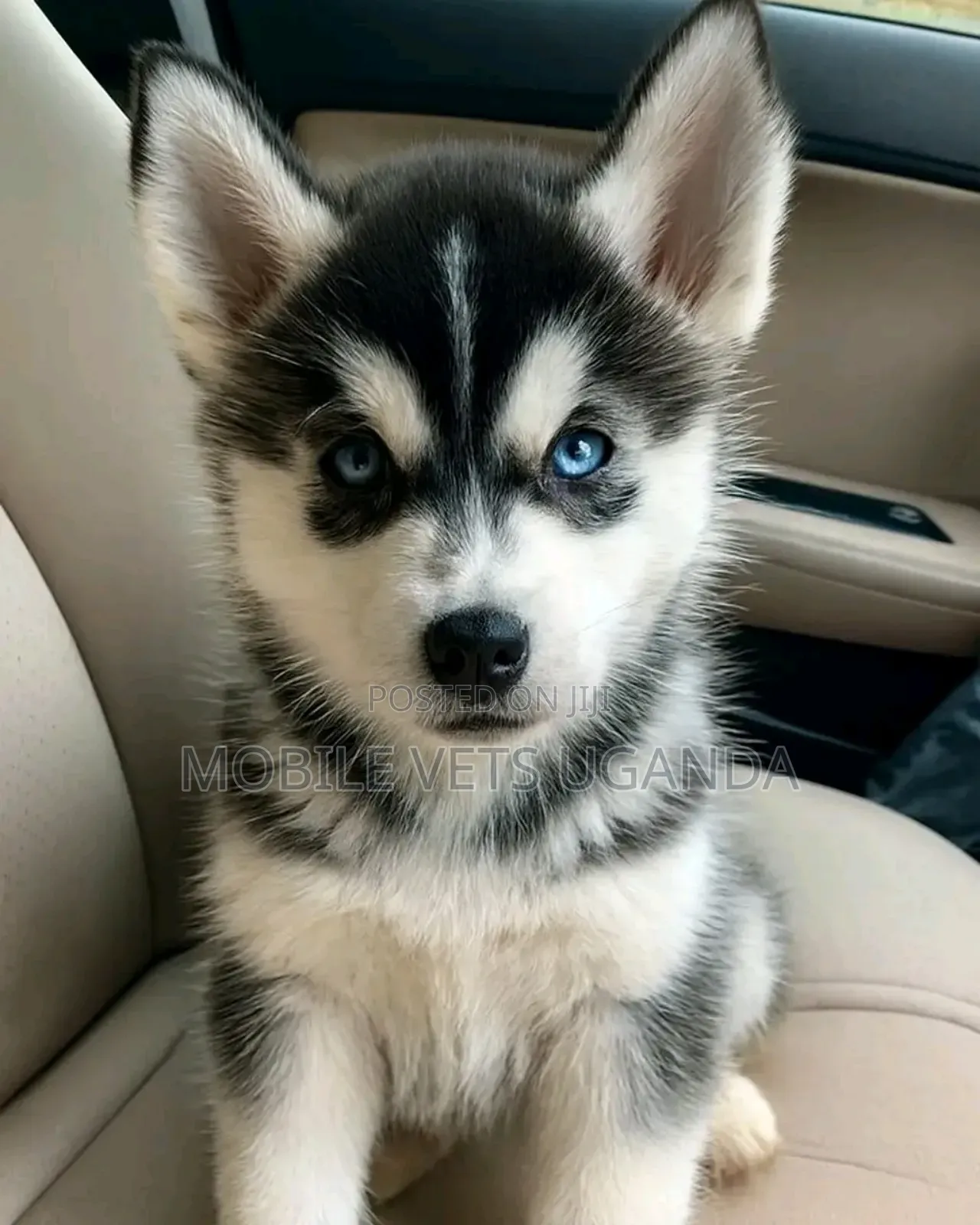 3-6 months Female Purebred Siberian Husky