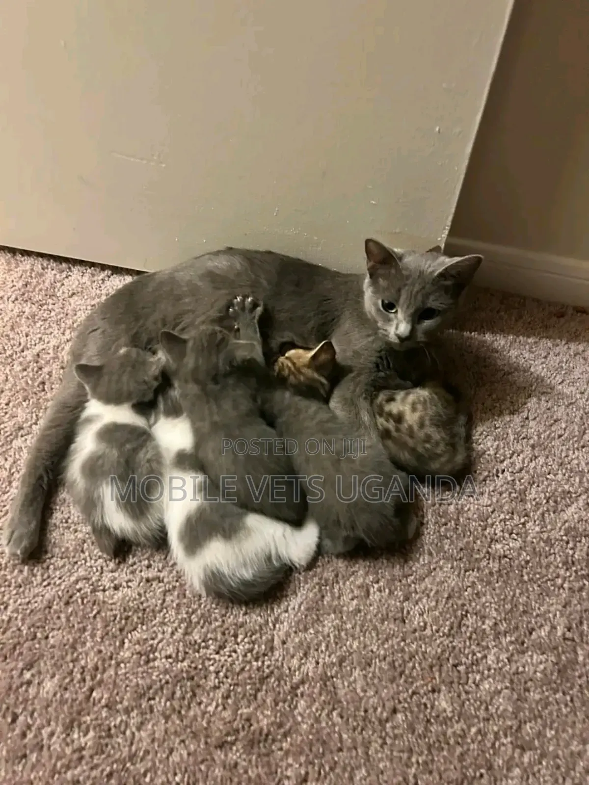 3-6 months Male Purebred Oriental