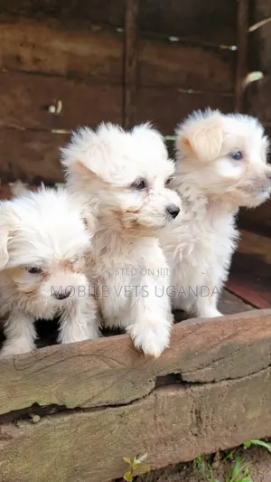 1-3 months Male Purebred Maltese
