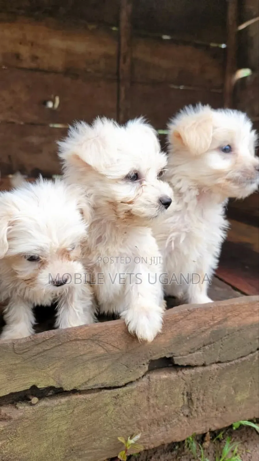 1-3 months Male Purebred Maltese