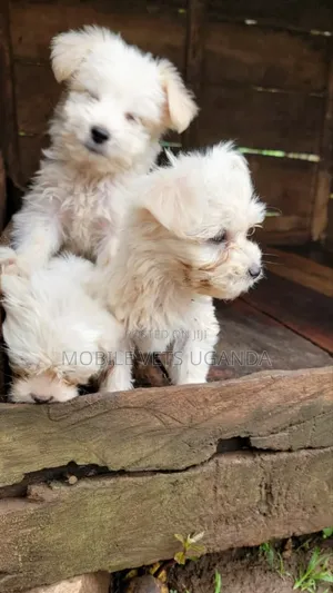 3-6 months Female Purebred Maltese