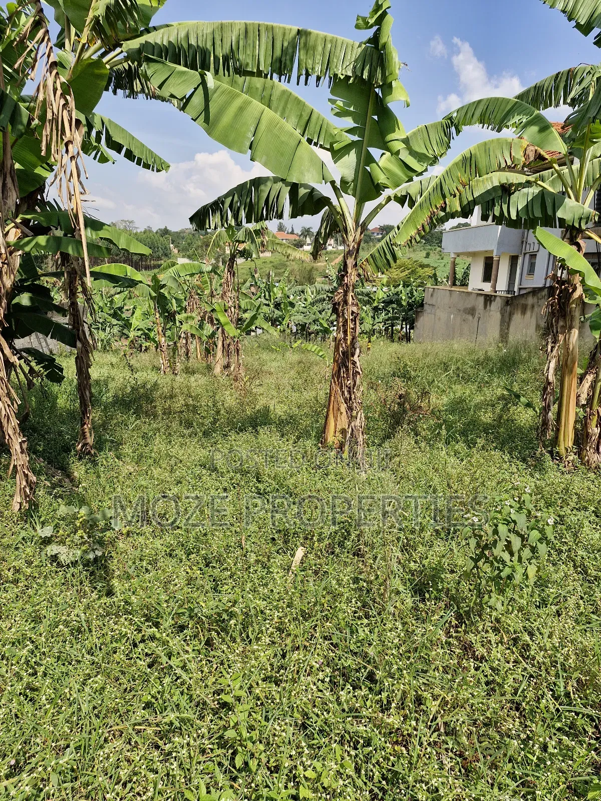 Kira Shemon 50x100 Plot for Sale.