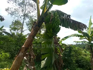 100 Acres for Sale Located at Kayunga Bale