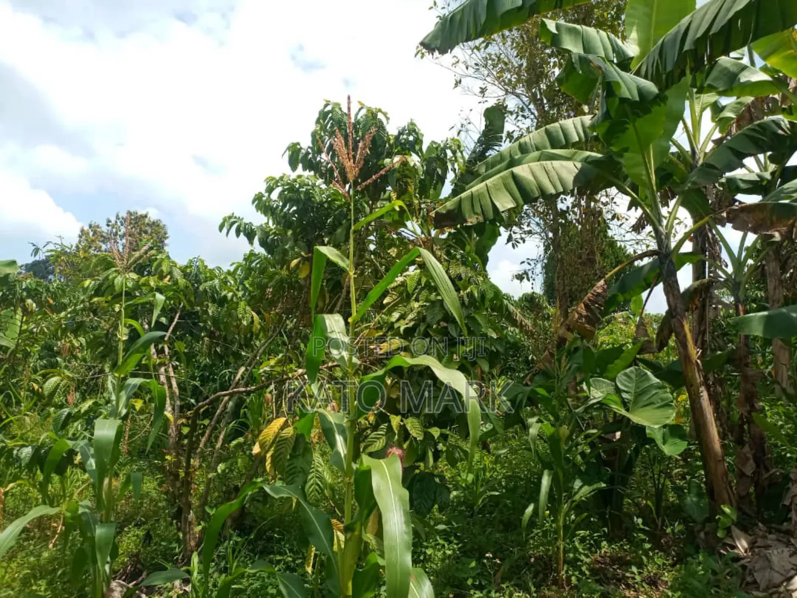 100 Acres for Sale Located at Kayunga Bale