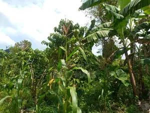 100 Acres for Sale Located at Kayunga Bale