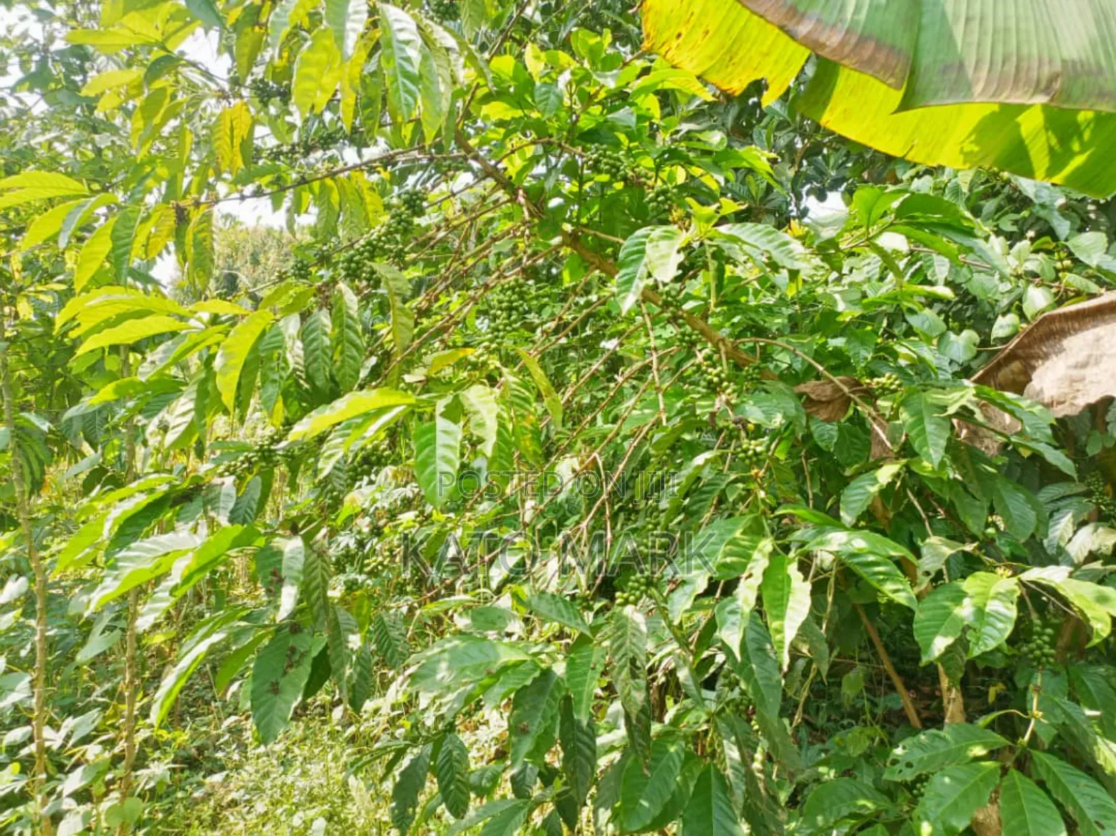 100 Acres for Sale Located at Kayunga Bale