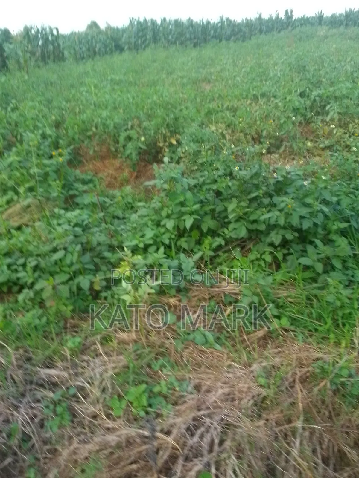 52 Acres for Sale Located at Kayunga Nakyesa