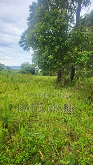 52 Acres for Sale Located at Kayunga Nakyesa