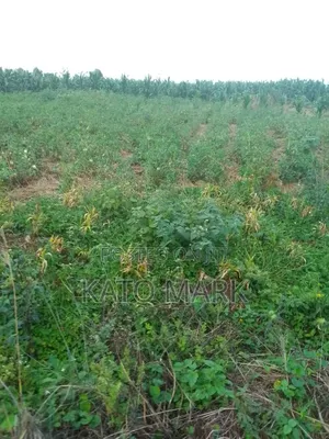 52 Acres for Sale Located at Kayunga Nakyesa