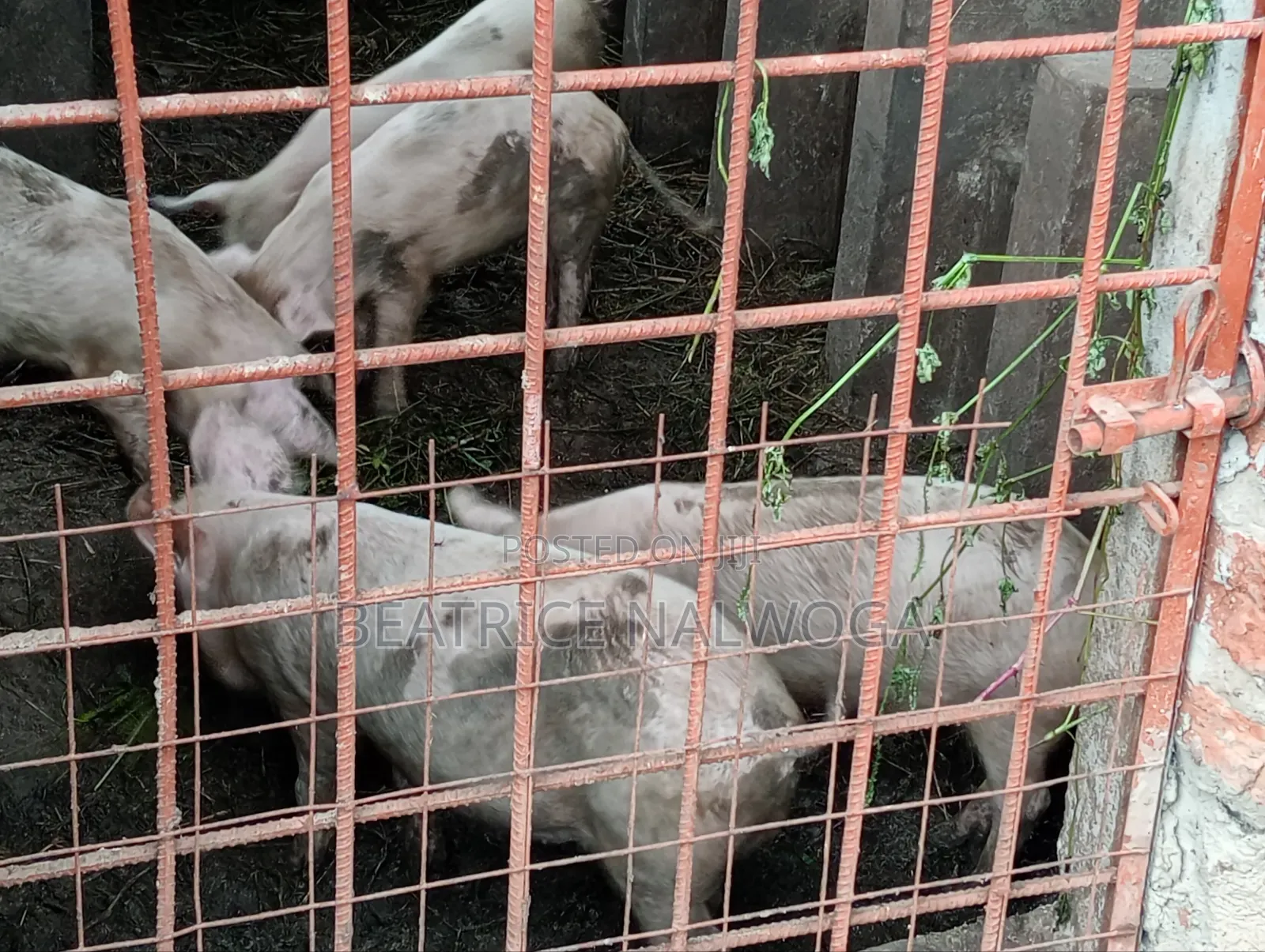 Pigs for Sale