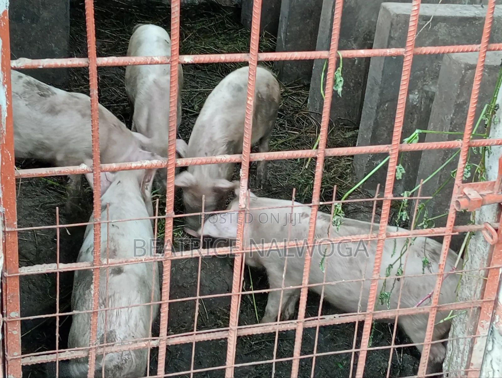 Pigs for Sale