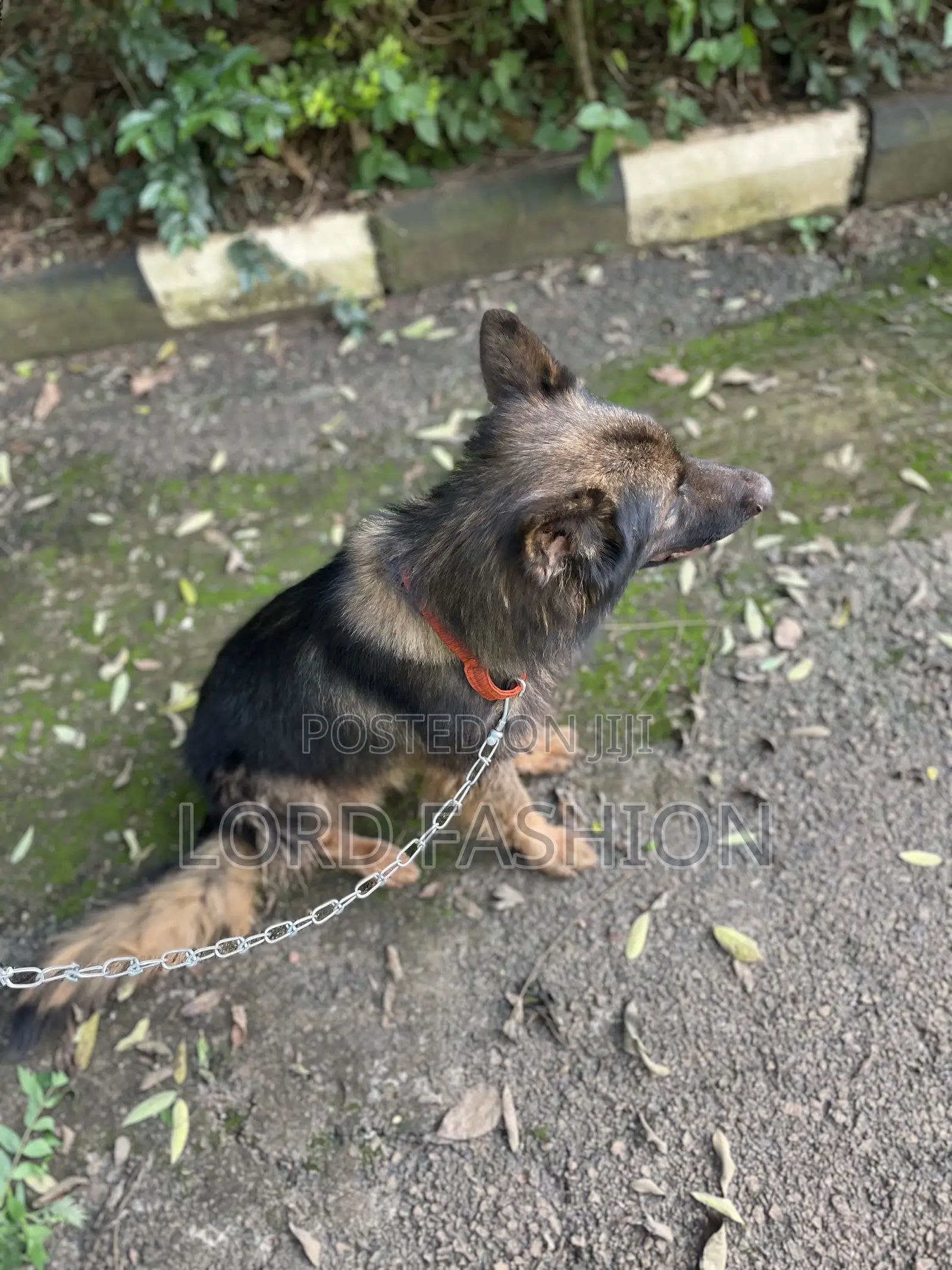 6-12 months Male Purebred German Shepherd