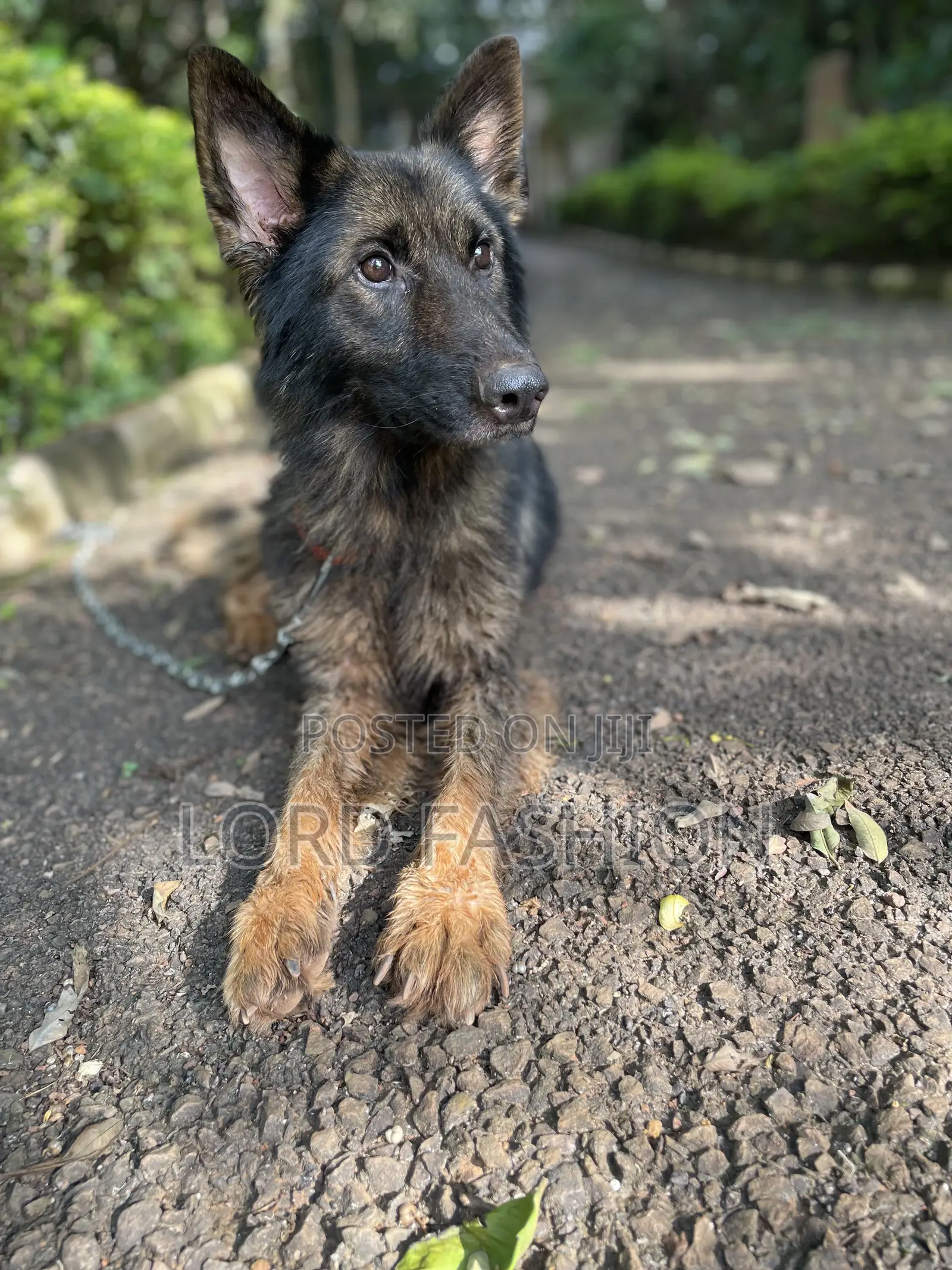 6-12 months Male Purebred German Shepherd
