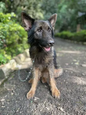 6-12 months Male Purebred German Shepherd