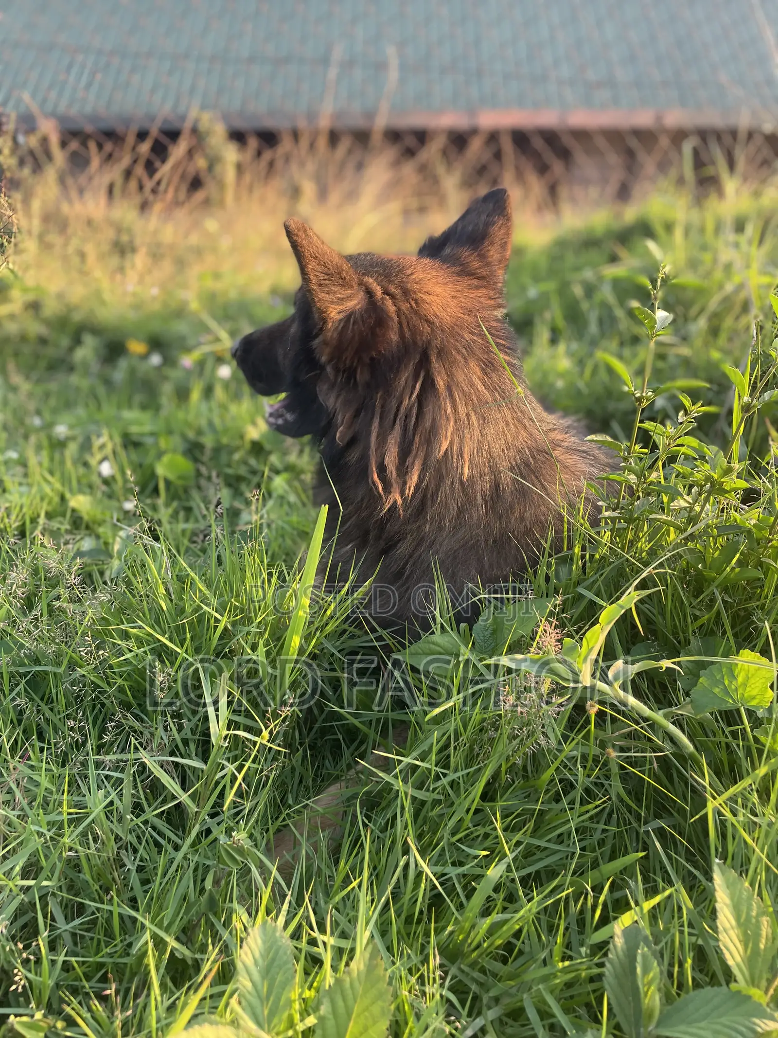 6-12 months Male Purebred German Shepherd