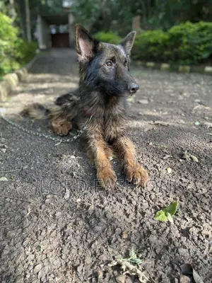 6-12 months Male Purebred German Shepherd