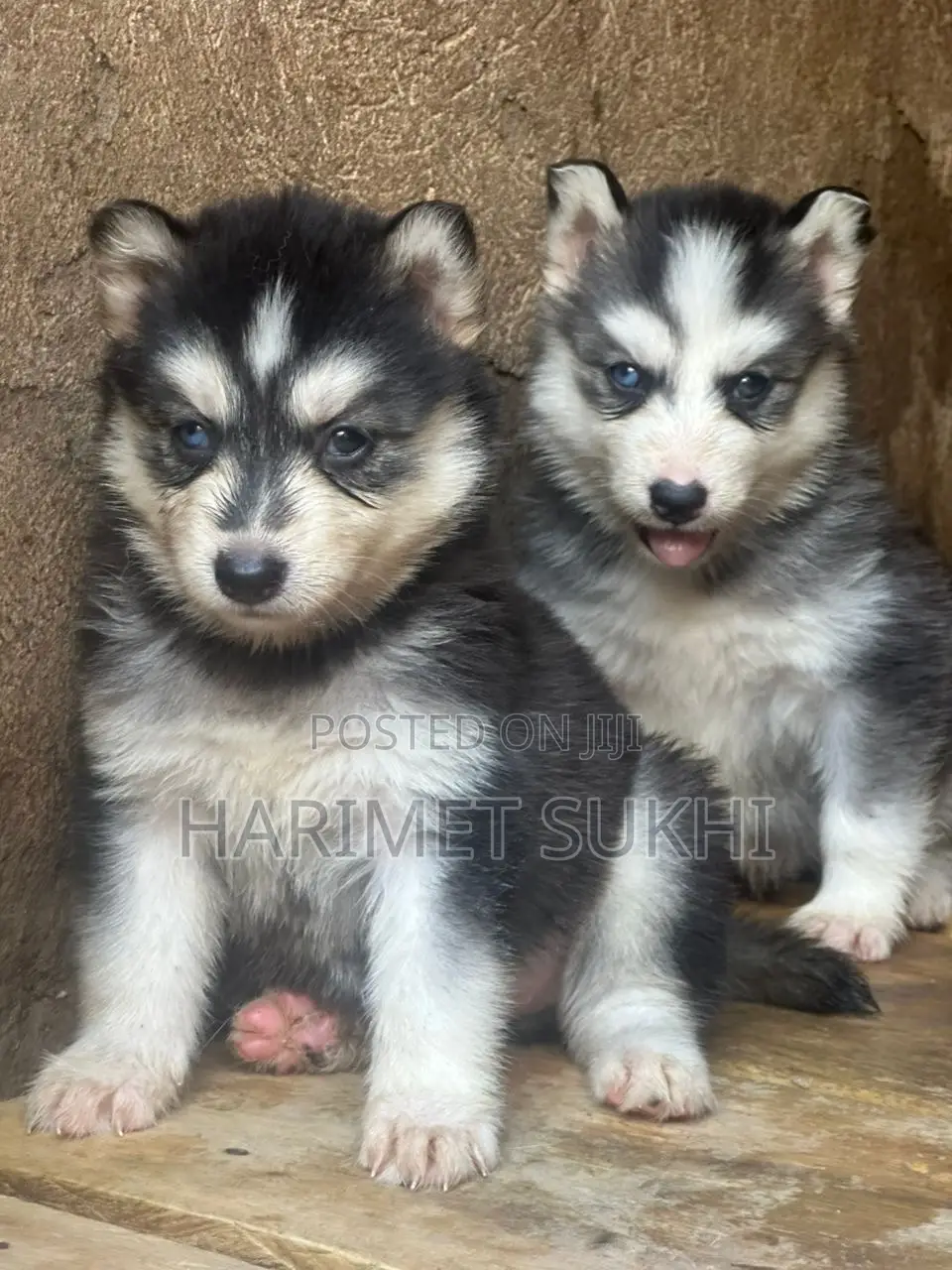 1-3 months Male Purebred Siberian Husky