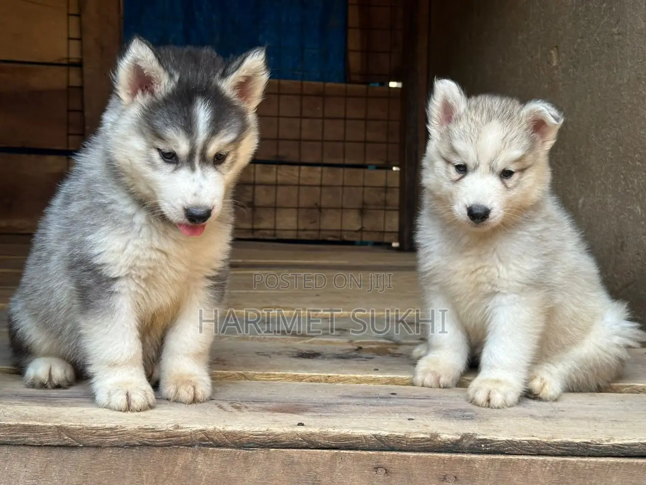 1-3 months Male Purebred Siberian Husky
