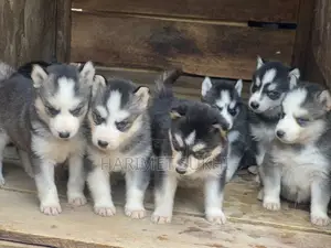 1-3 months Male Purebred Siberian Husky