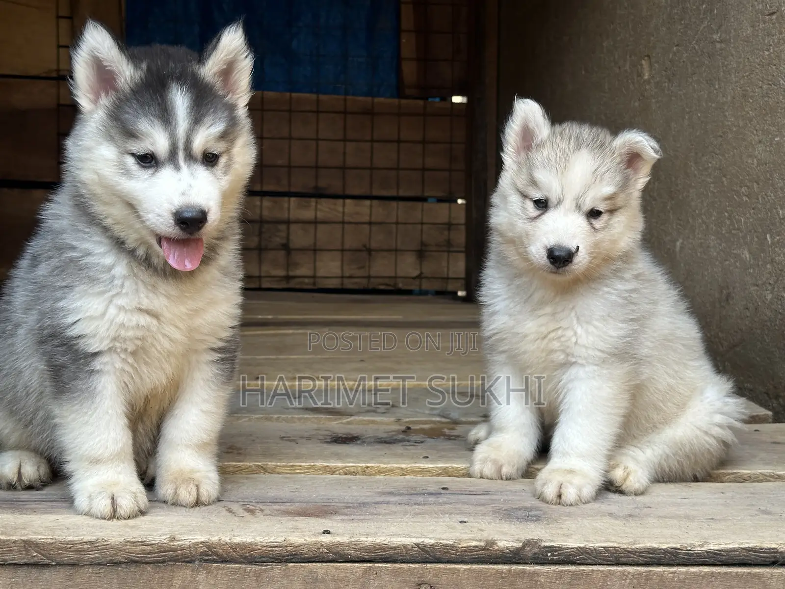 1-3 months Male Purebred Siberian Husky