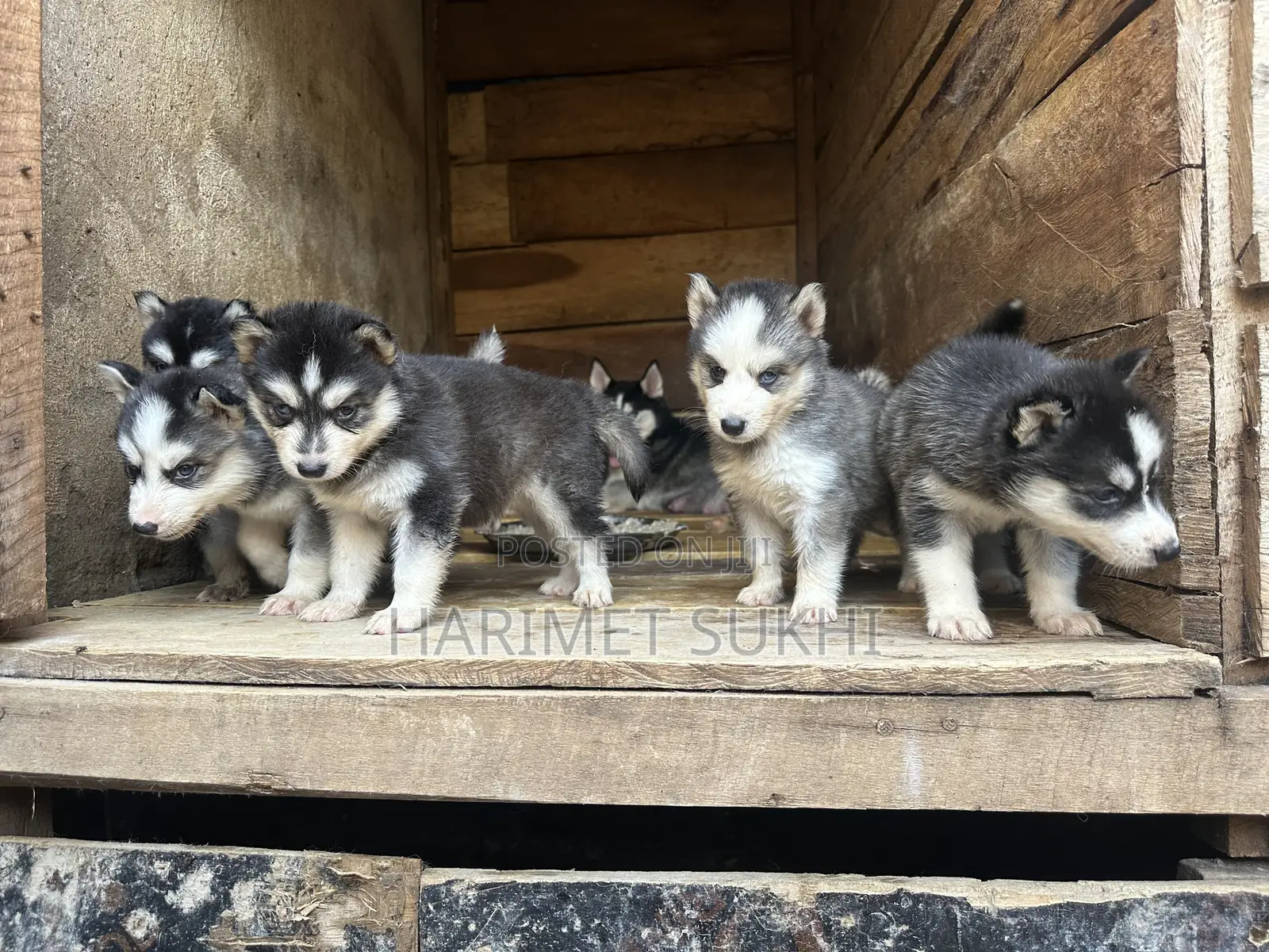 1-3 months Male Purebred Siberian Husky