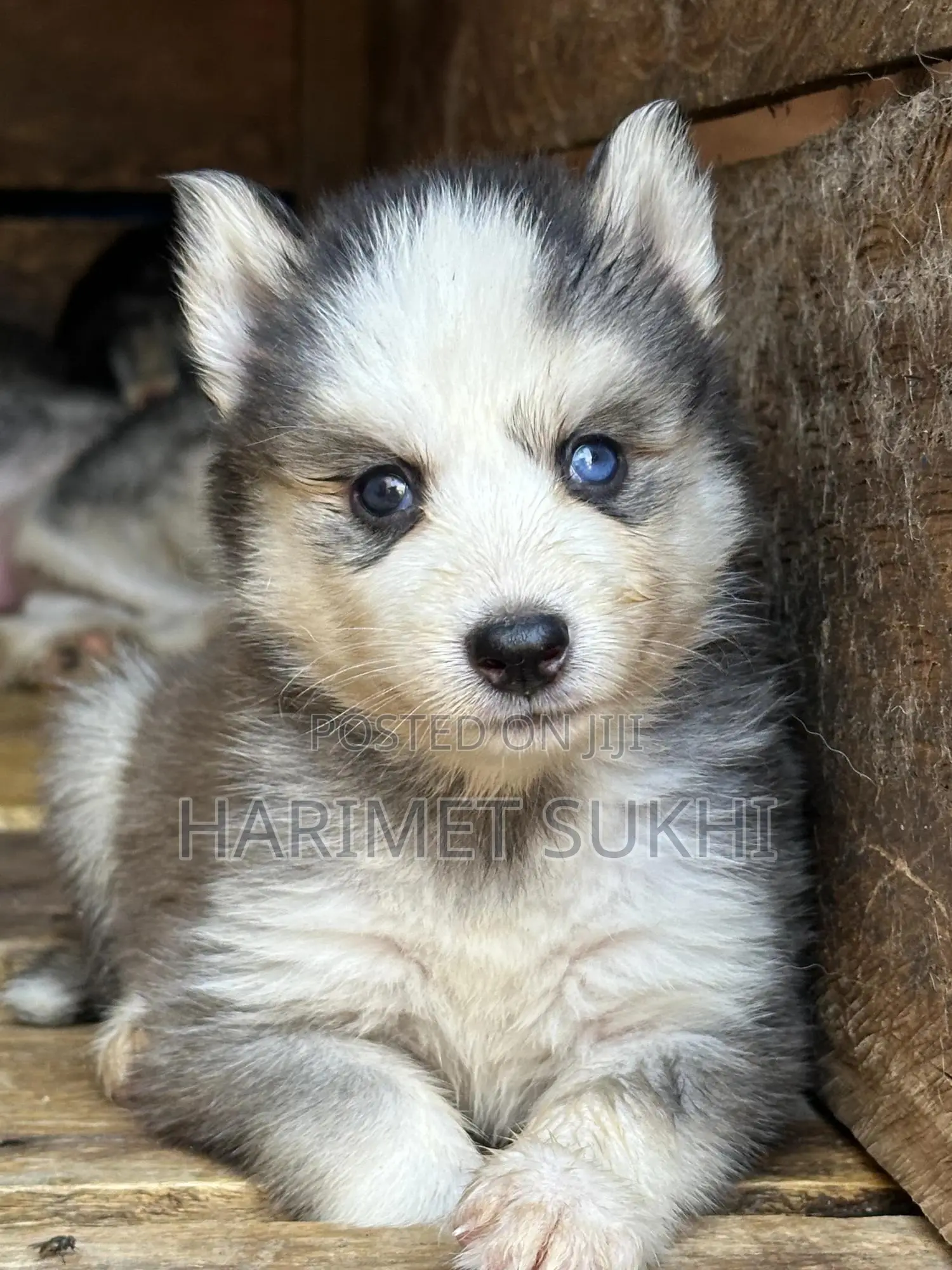 1-3 months Male Purebred Siberian Husky