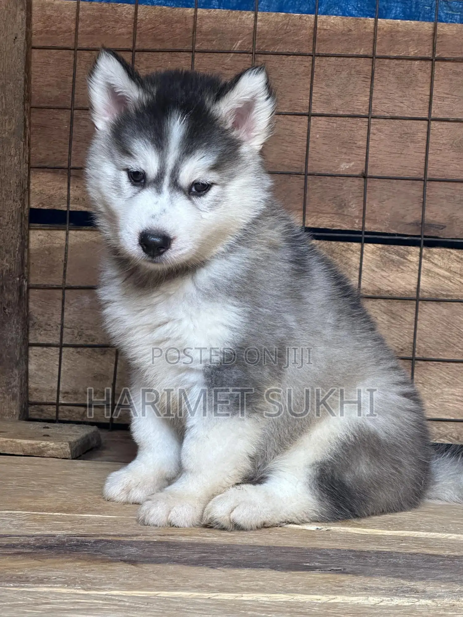1-3 months Male Purebred Siberian Husky