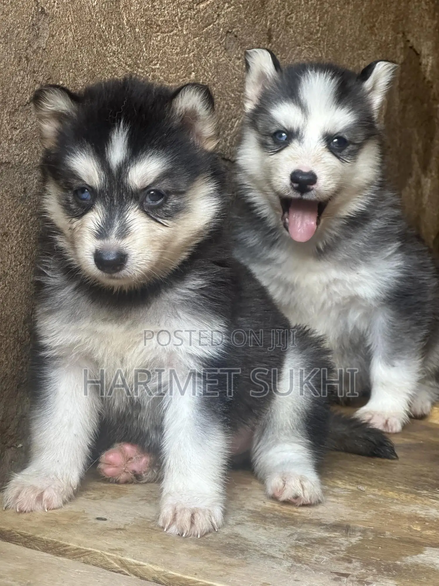 1-3 months Male Purebred Siberian Husky