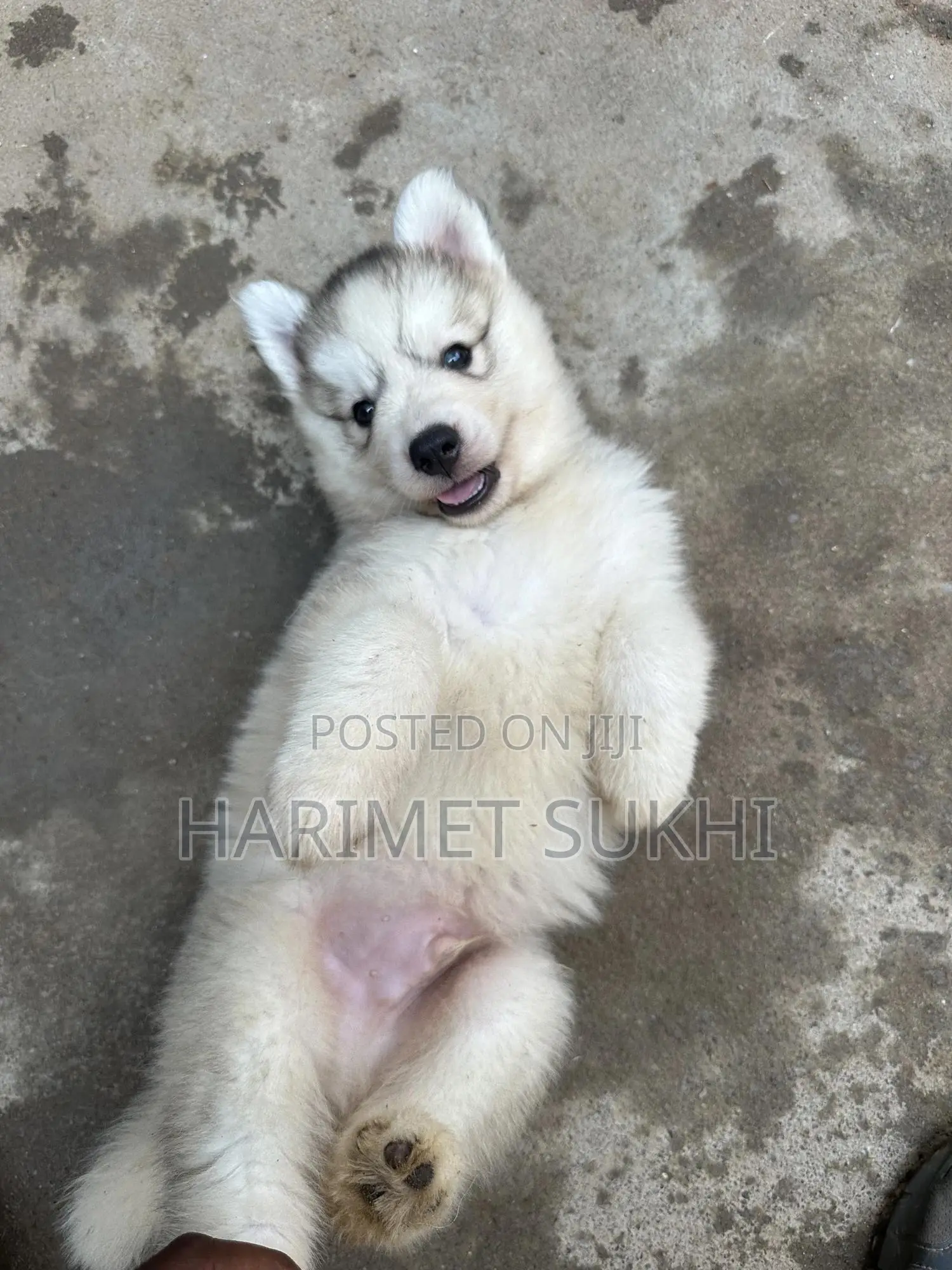 1-3 months Male Purebred Siberian Husky