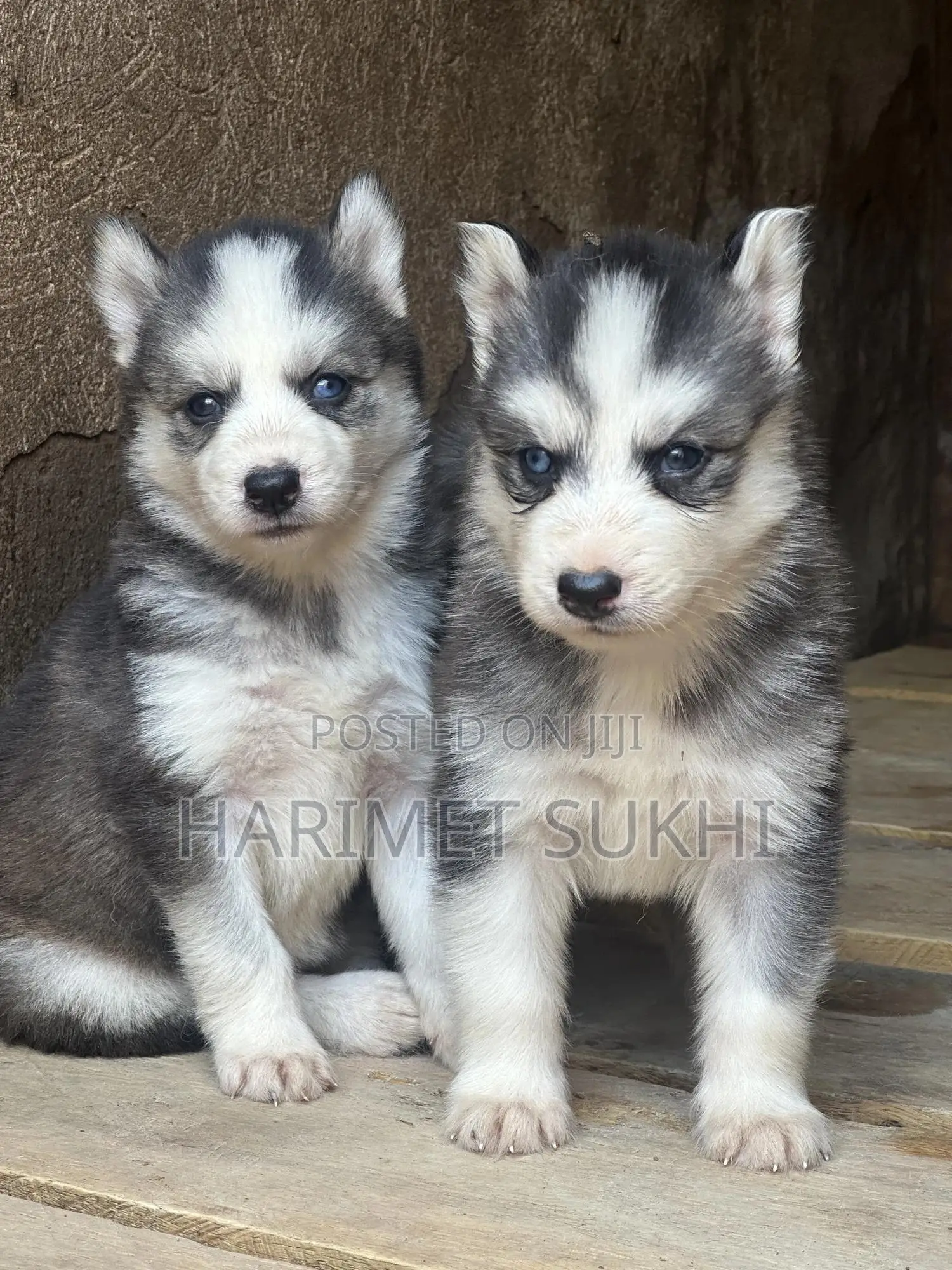 1-3 months Male Purebred Siberian Husky