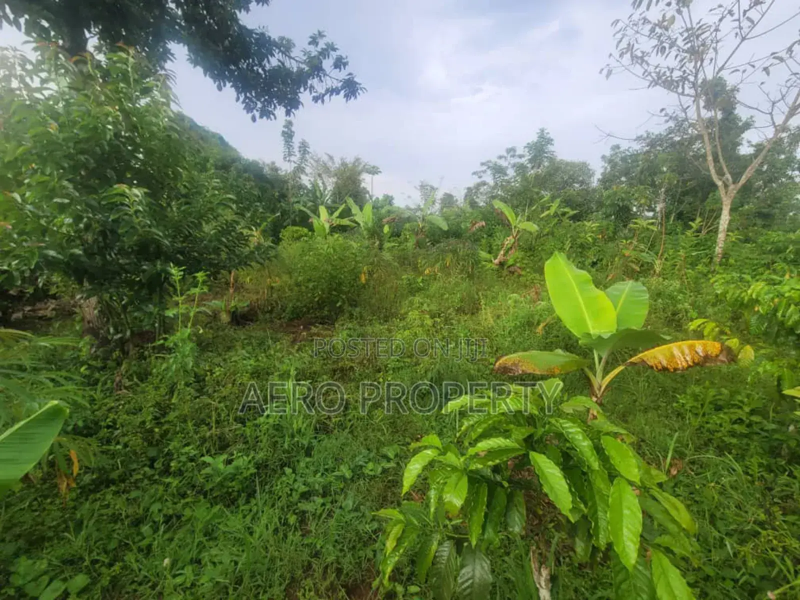 Land for Sale