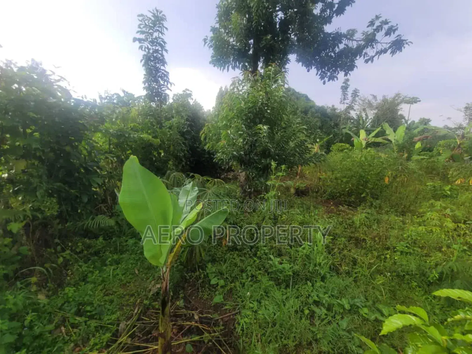 Land for Sale