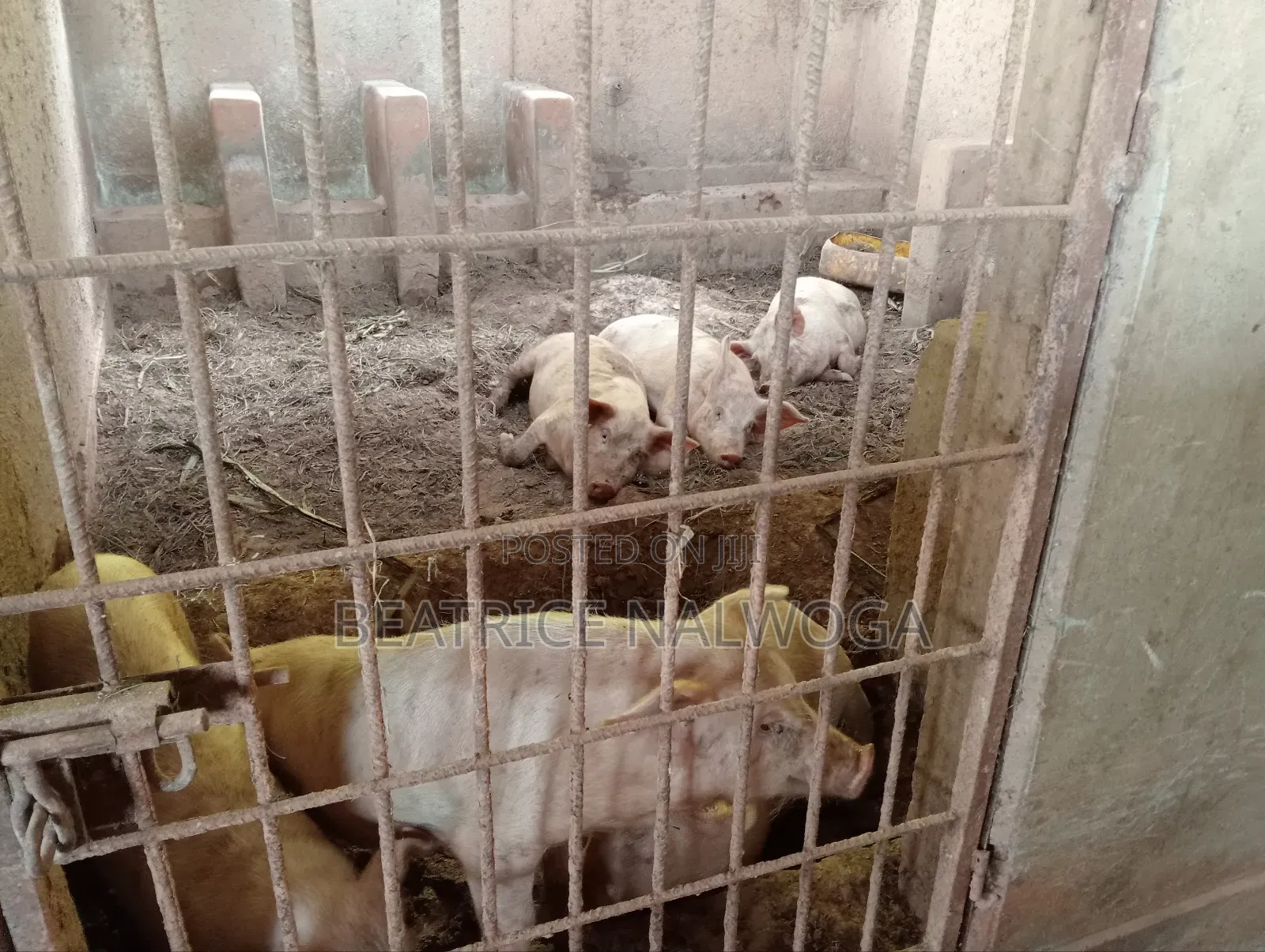 Pigs for Sale
