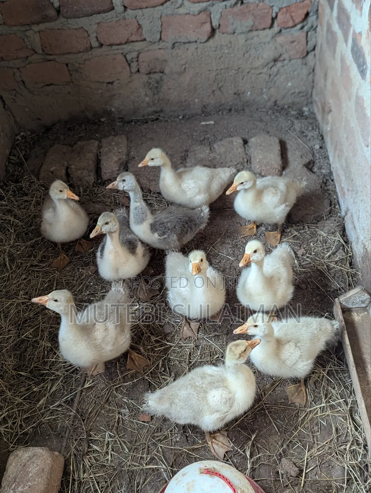 Gooslings for Sell Each at 70,000shillings