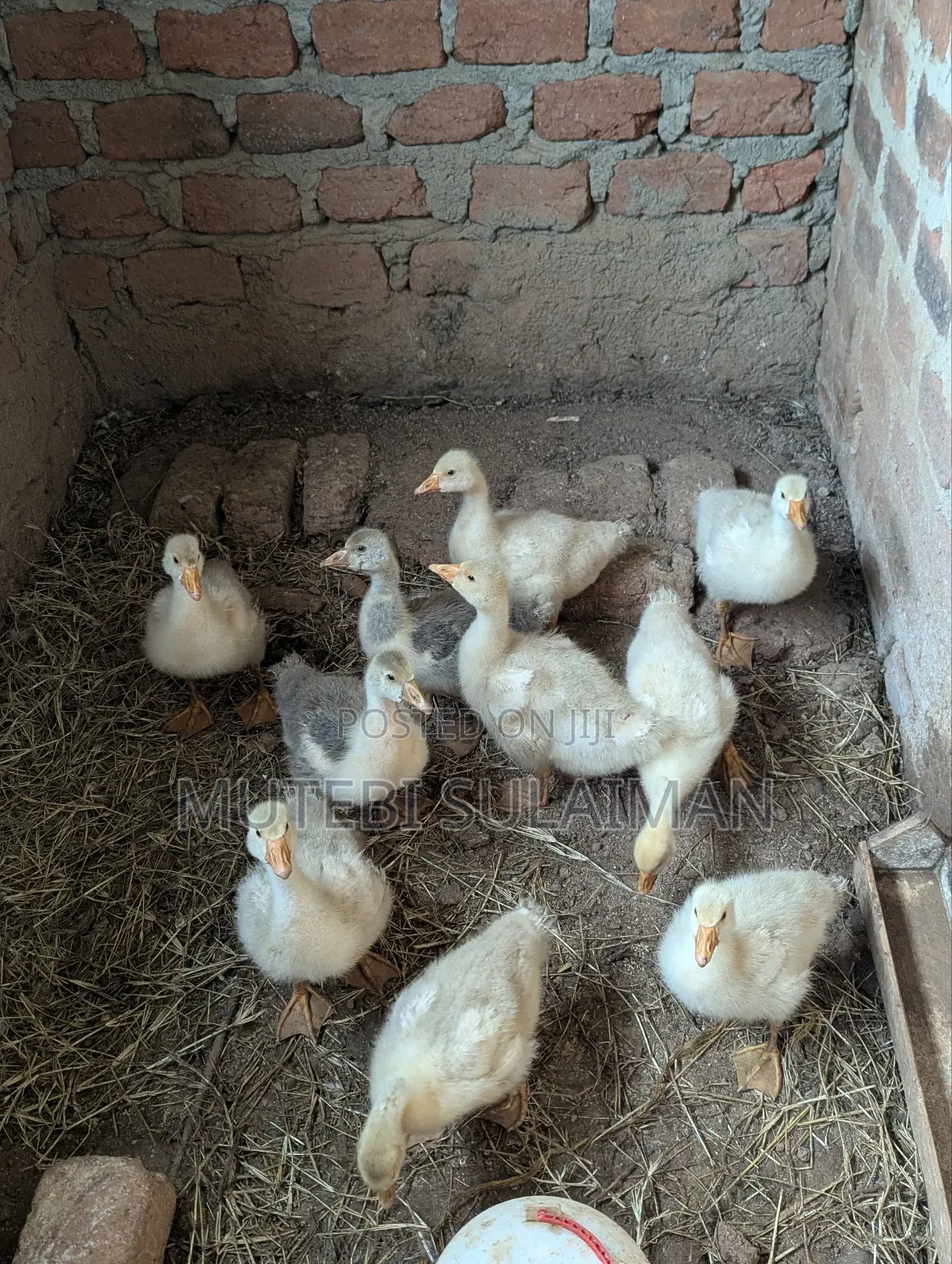 Gooslings for Sell Each at 70,000shillings