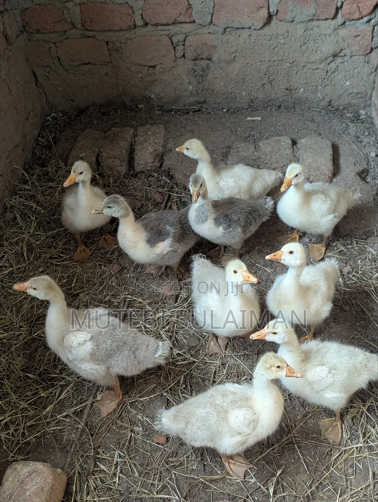 Gooslings for Sell Each at 70,000shillings
