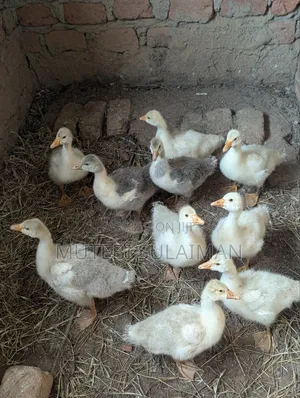 Gooslings for Sell Each at 70,000shillings
