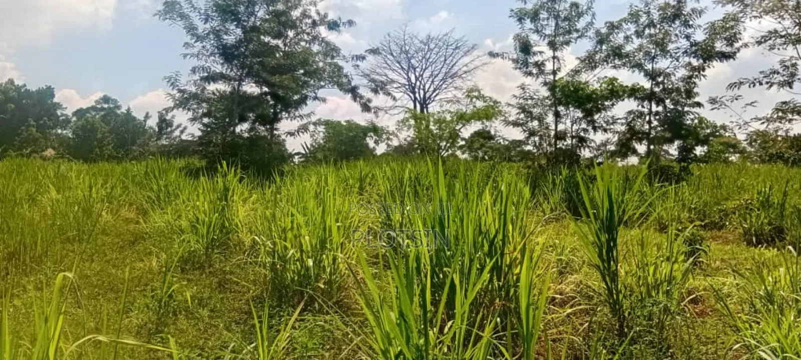 2.2 Acres of Land Freehold Titled, Bulamagi Iganga