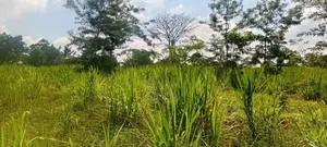 2.2 Acres of Land Freehold Titled, Bulamagi Iganga