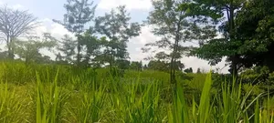 2.2 Acres of Land Freehold Titled, Bulamagi Iganga