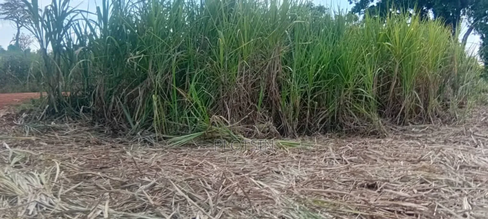 2.4 Acres for Sale in Bulamagi, Iganga – Ugx 32 Million