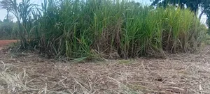 2.4 Acres for Sale in Bulamagi, Iganga – Ugx 32 Million