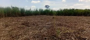2.4 Acres for Sale in Bulamagi, Iganga – Ugx 32 Million